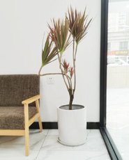 �����̻�����ֲ��